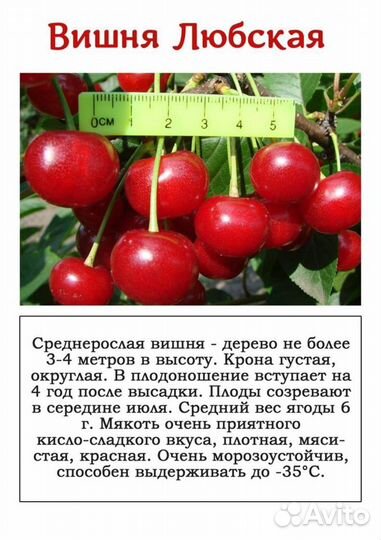 Морозостойкость вишни любская отзывы Морозостойкость вишни любская отзывы