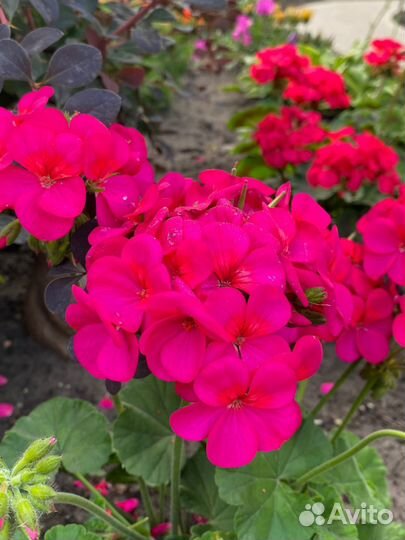 Пеларгония (герань) сортовая