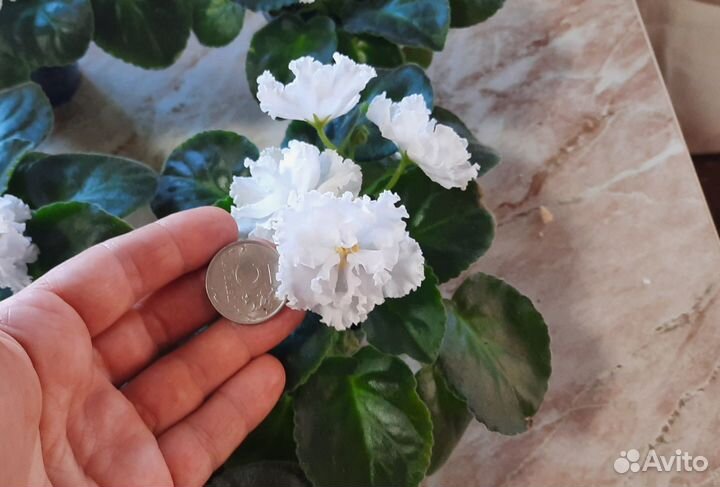 Цветущие фиалки