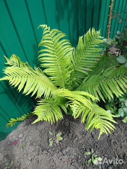 Папоротник