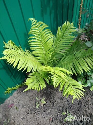 Папоротник