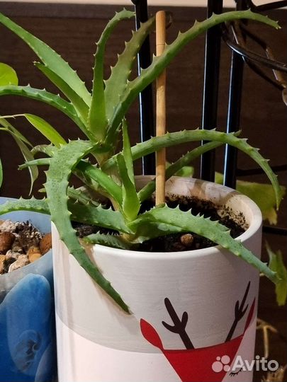 Герань фикус пеларгония