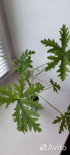 Герань пеларгония душистая мята лайм