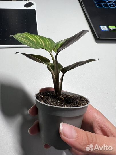 Калатея орната сандериана