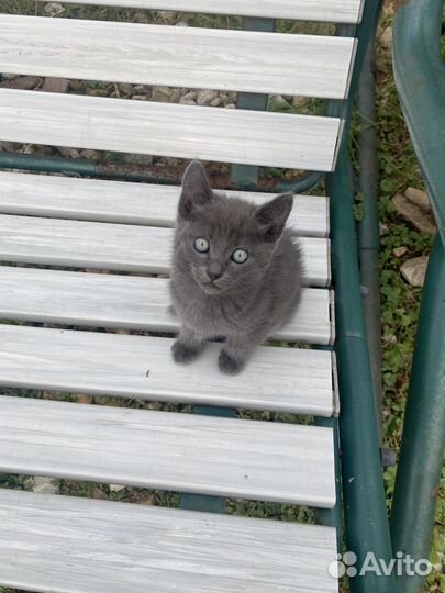 Котята в добрые руки бесплатно