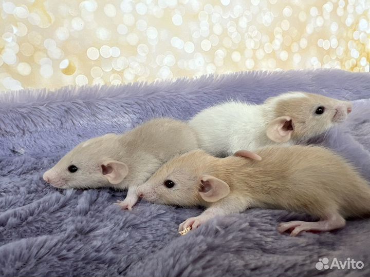 Крысята Дамбо, редкие окрасы