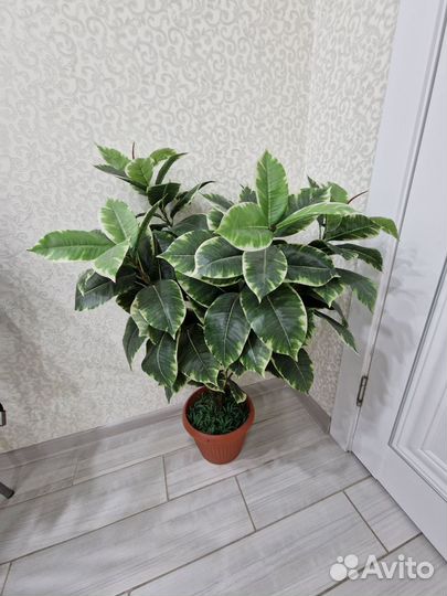 Искусственный фикус