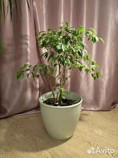 Фикус бенджамина 70 см