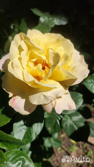 Роза глория дей