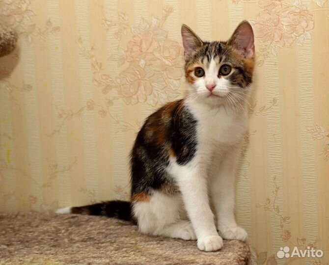 Трёхцветный котенок-девочка в дар