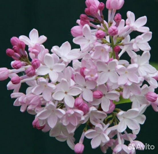 Сортовые сирени 5