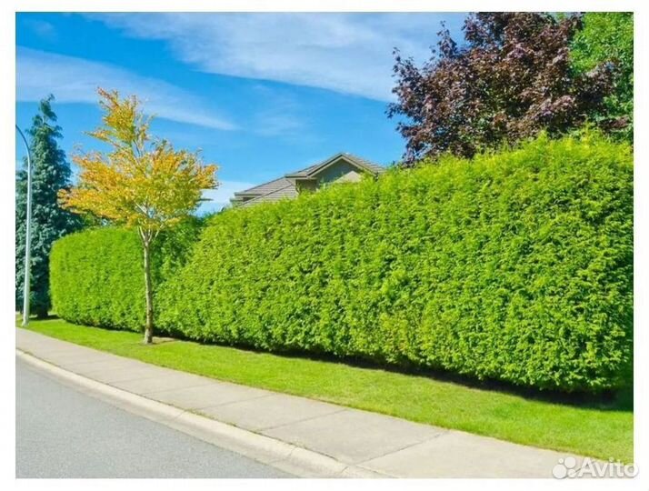 Туя смарагд оптом