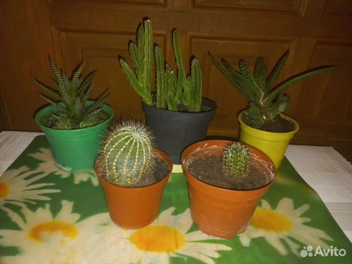 Кактусы, стапелия,гастерия