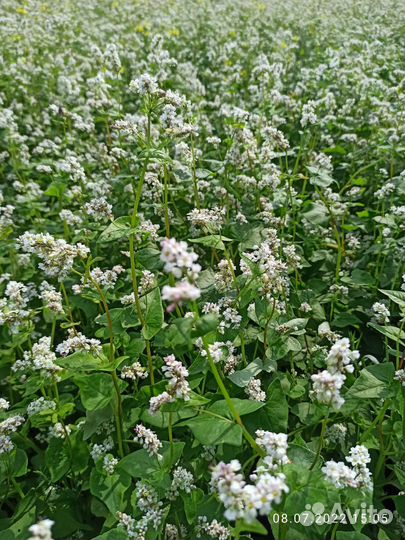 Семена гречихи Даша