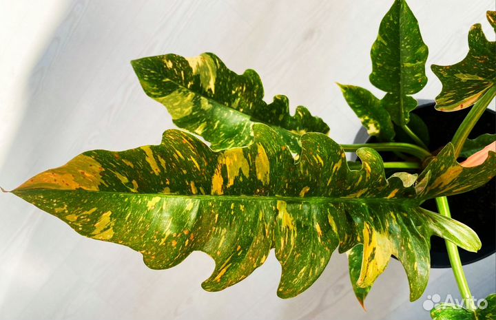 Philodendron Ring of Fire Variegated/Ринг оф Файер