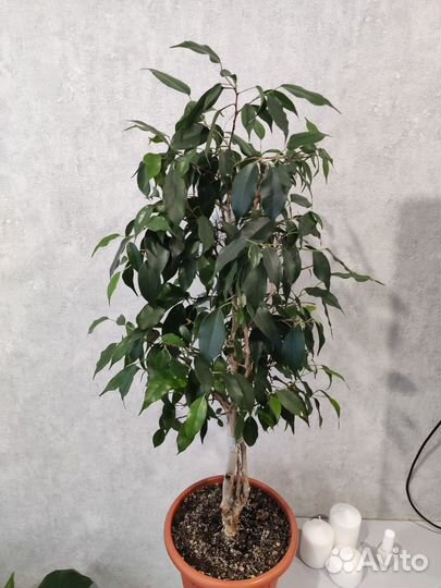 Фикус бенджамина высота 86см от пола