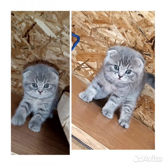 Шотландские