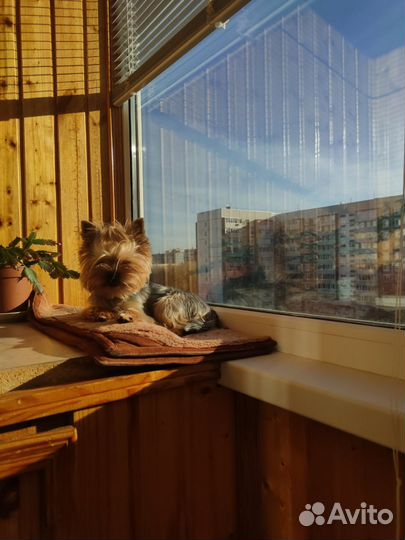 Йоркширский терьер вязка мальчик