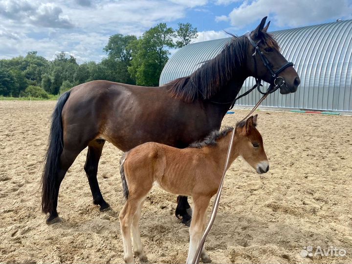 Лошадь кобыла