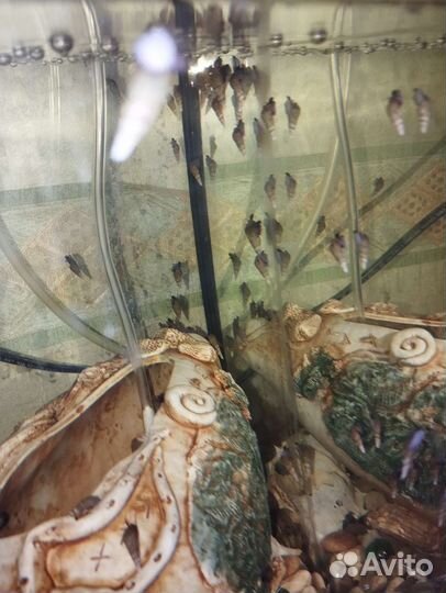 Улитки мелании