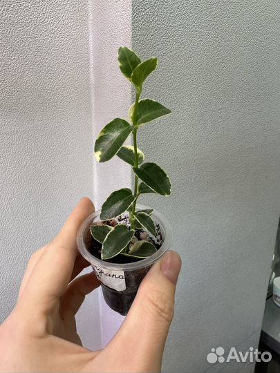 Хойя cumingiana albo