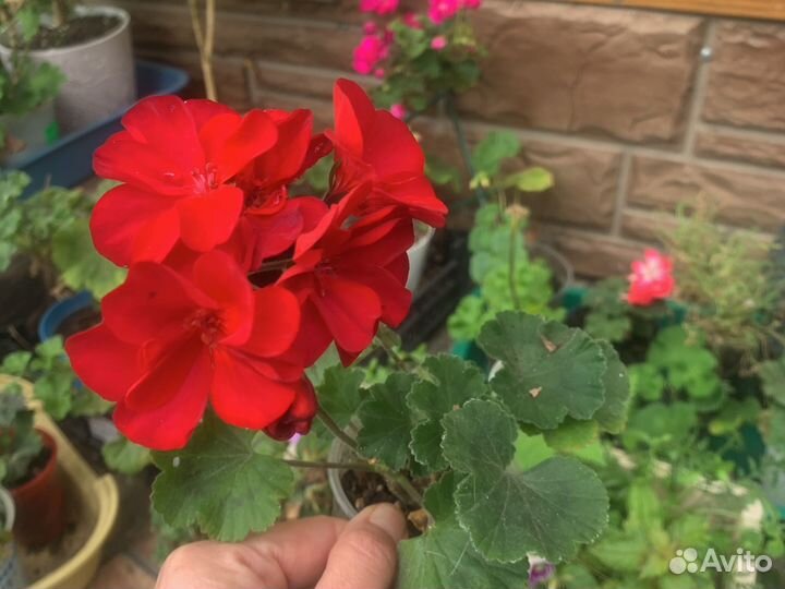 Пеларгония Стеллар дон чевинтон