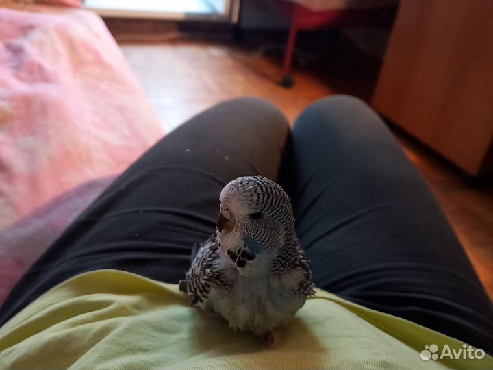 Малышка ввп чех