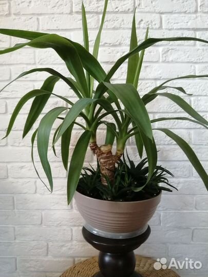 Пальма юкка