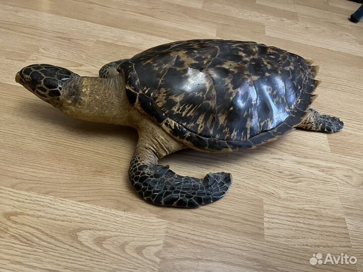 Чучело черепахи