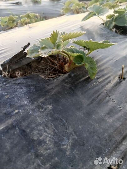 Рассада клубники клери