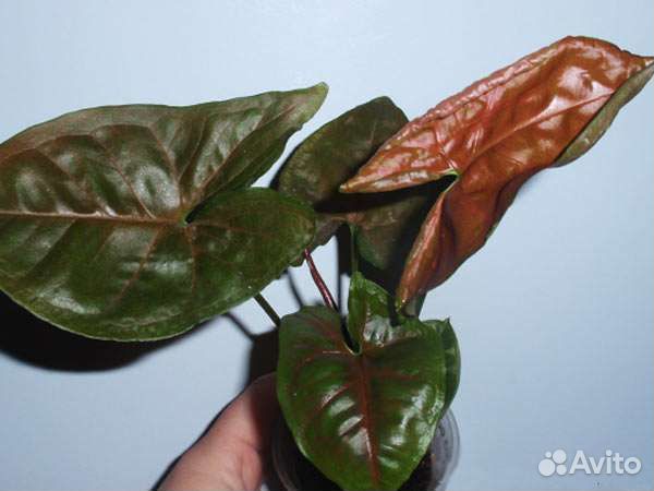 Сингониумы разные