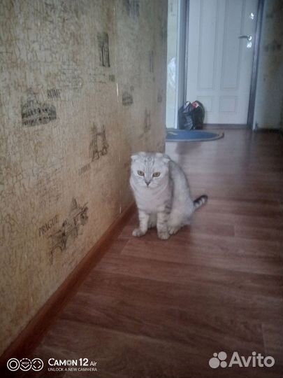 Британский вислоухий кот