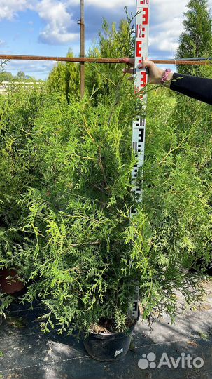 Туя брабант