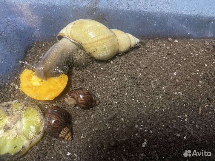 Улитки ахатины бесплатно