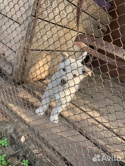 Западно сибирская лайка