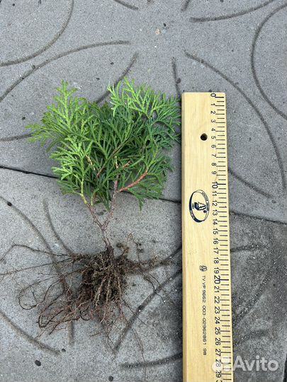 Черенки туя колумна