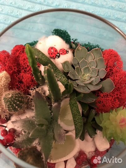 Флорариум суккуленты