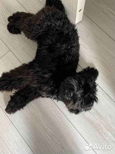 Мальтипу вязка