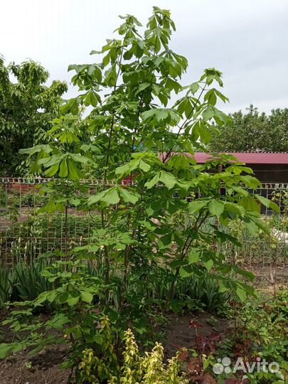 Саженцы каштана конского