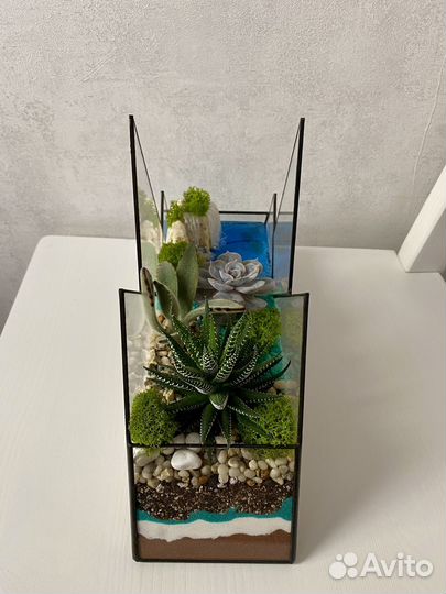 Флорариум Горы с суккулентами