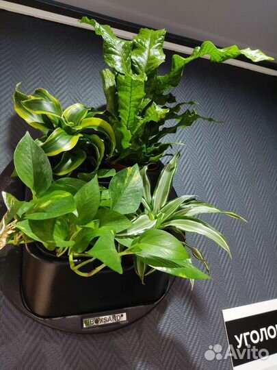 Фитомодуль Boxsand