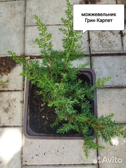 Ель Голубая, можжевельник Блю Эрроу