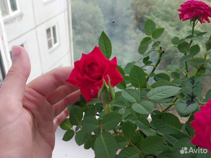 Роза комнатная домашняя