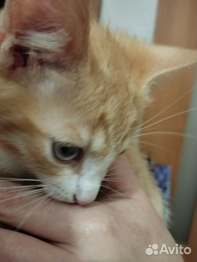 Бесплатно отдам котика в добрые руки