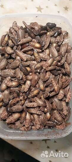 Кормовые насекомые/сверчки