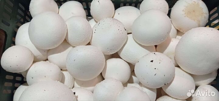 Грибы свежие шампиньоны