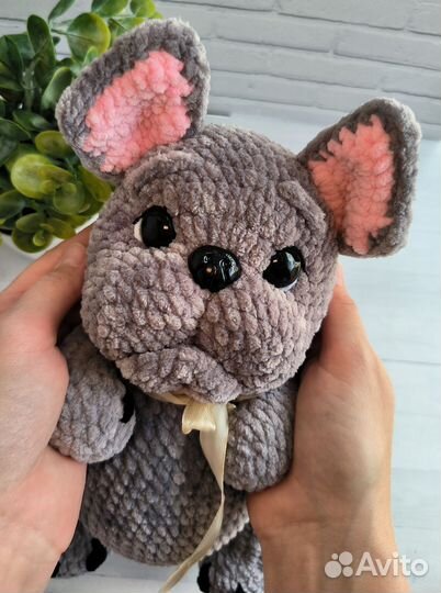 Французский бульдог