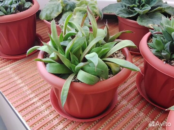 Суккуленты