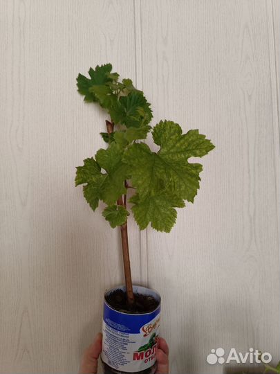 Саженцы винограда белого и черного