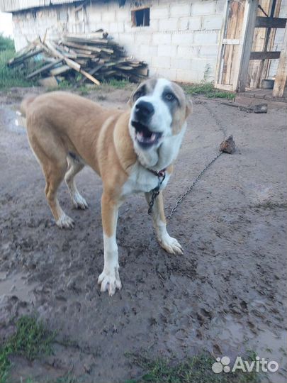 Среднеазиатская овчарка алабай